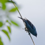 Blue-and-black Tanager